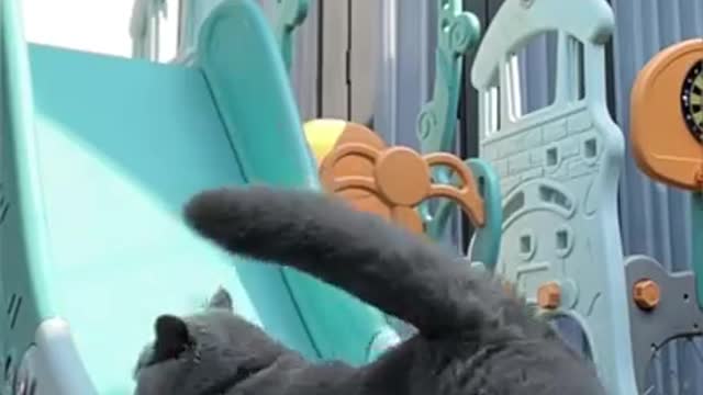 She's So Adorable 😽😽 | Cute Cat