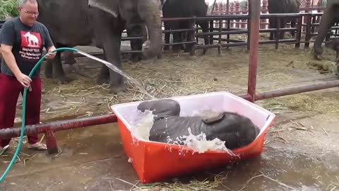 Funny Baby Elephant Bathing