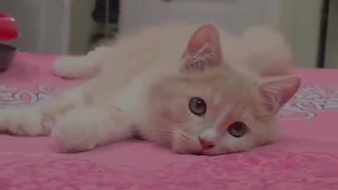 Funny Cat videos