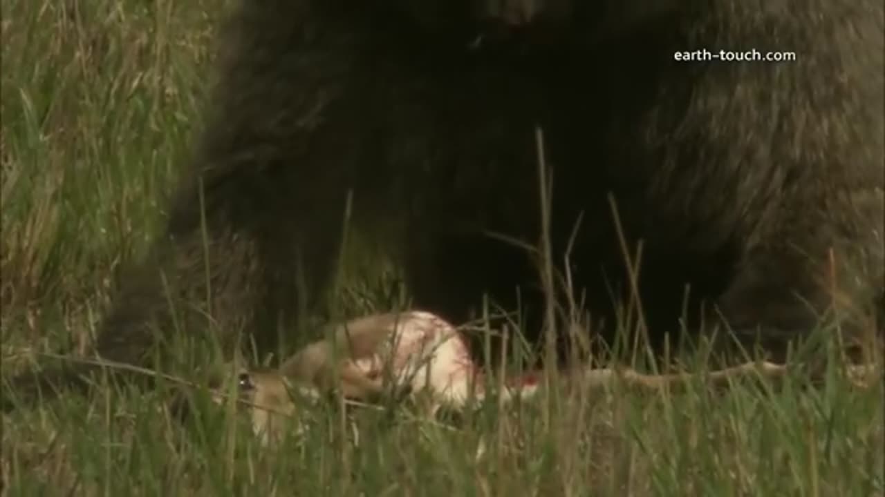 Baboon eats gazelle alive / Baboon COMIENDO GAZELA VIVA