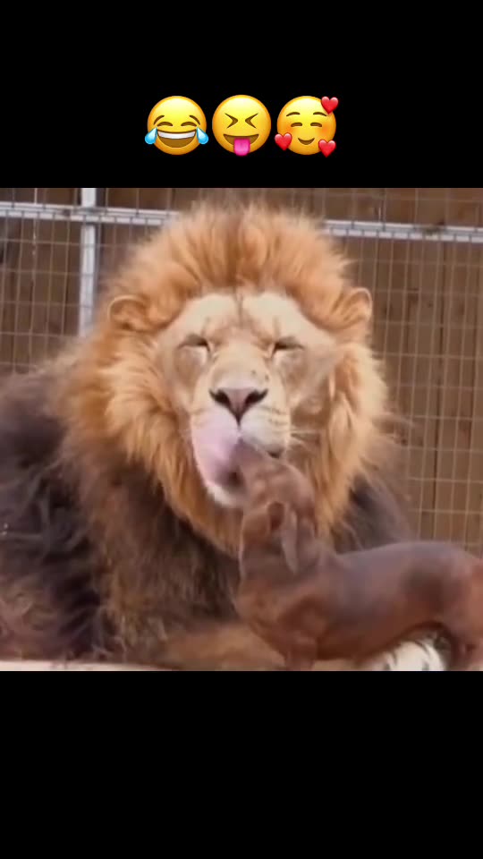 poor dog and lion attack,viral,baby dog