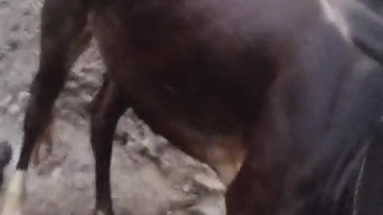 Cow
