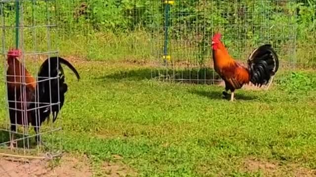 Big red rooster's comb in the distance like a fire.