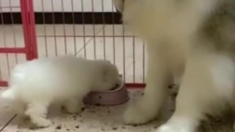 Dad Dog’s meal is delicious, hurry up and eat more
