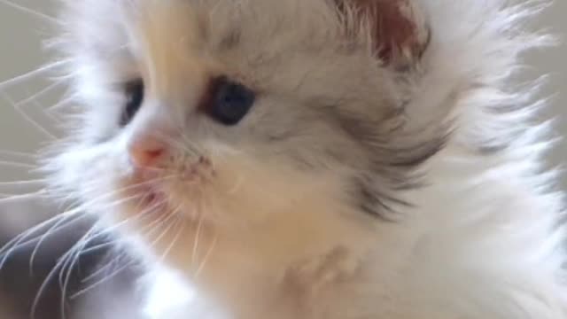 This is a clever Persian cat