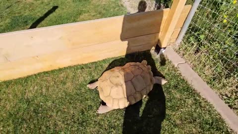 Animal Funny Videos