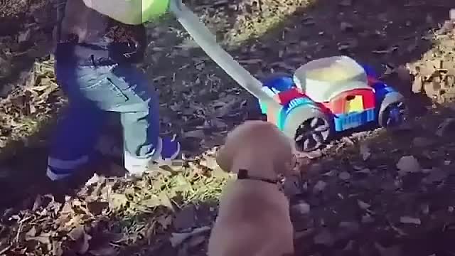 Baby and Baby Dog working together