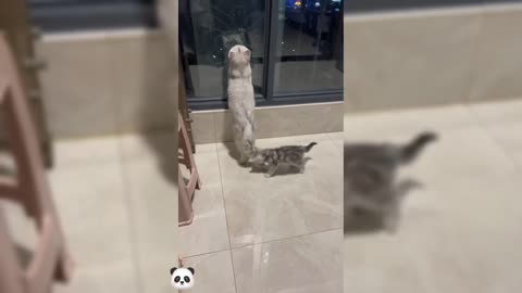 Funny Cat videos 🤣🤣🤣🤣🤣