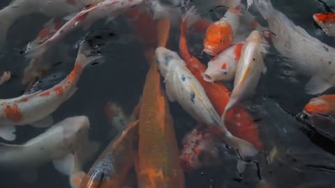 Fish swim in reverse