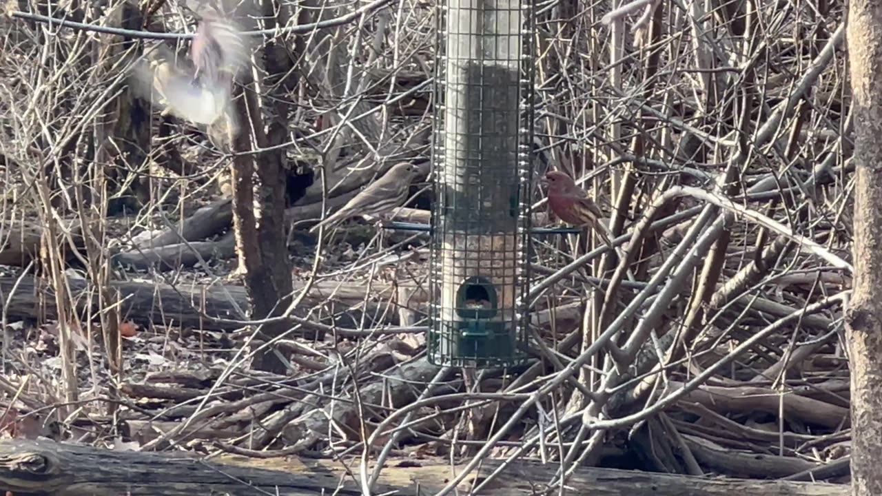 House Finch Jamboree