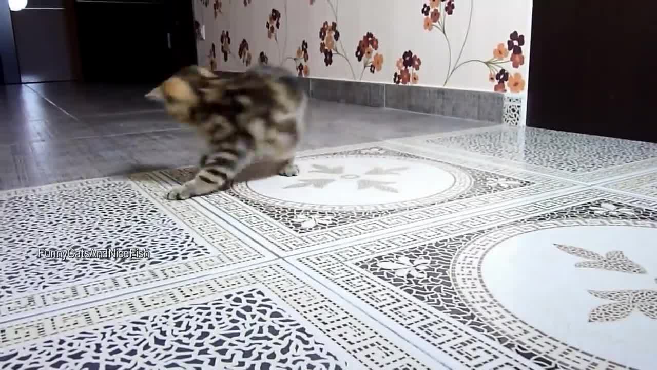 The best funny playing cats and dancing