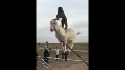 monkey and goat funny video - monkeys 🐒 funny monkey videos [funny pets]