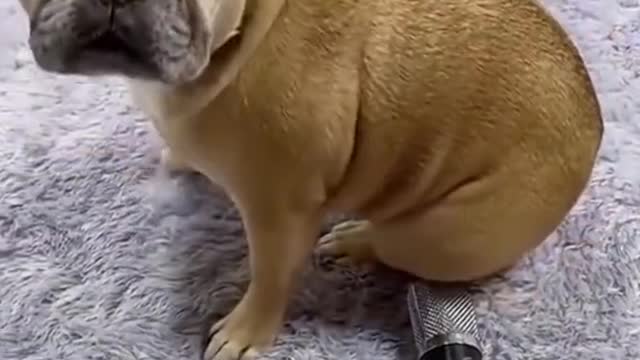 Funny cat, all for fun