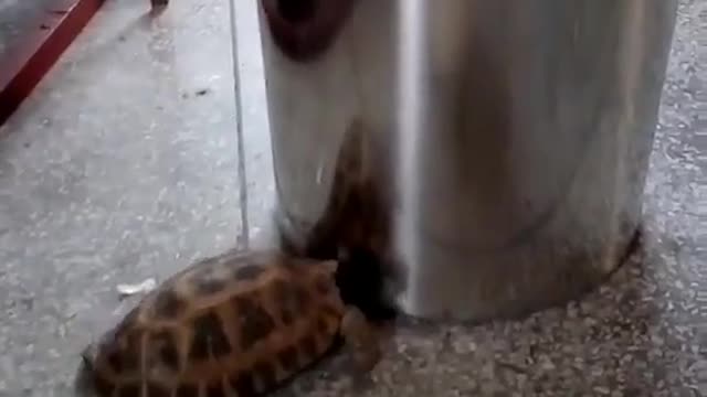 The turtle is on the floor.