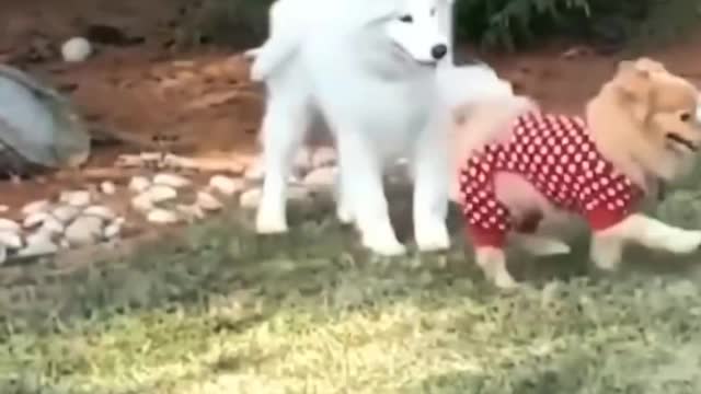 bast animal videos funny ππ€£ππmoments andπππ₯°π comedy clips in 2022 and 2023ππ€£π