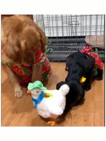 funny dogs🤣🤣🤣 Fun with Doge's