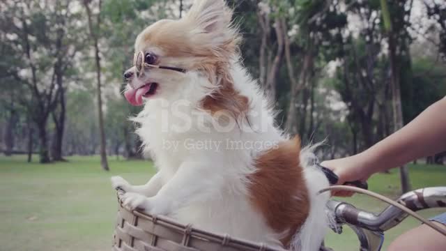Slow mo Chihuahua dog whit sunglasses on bicycle basket