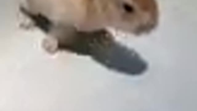 Cute Little Rabbit Has Difficulty Walking on Ceramic Floor So Cute