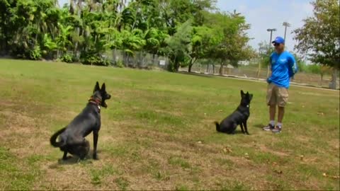 training program to promote a dog's