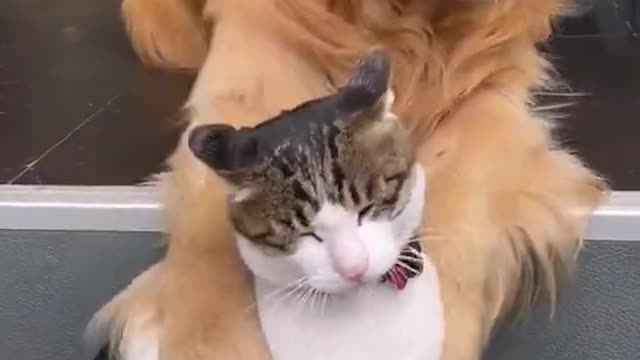 Funny dog and cat_Golden Retriever playing hurt to cat and make the cat angry #short