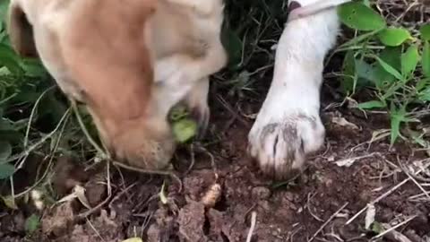 green food dog