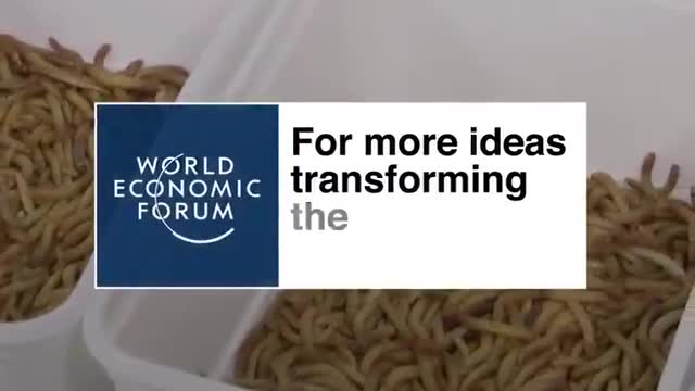 World Economic Forum: Eating Bugs is the Future