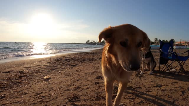 A brown dog walking on the beach