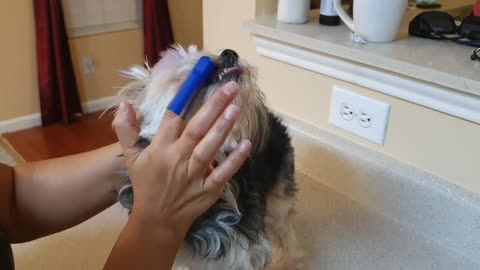 CUTE PUPPY REACTS BRUSHING TEETH FOR THE FIRST TIME