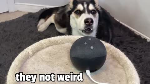 My Talking Husky TAKES DOWN Alexa!