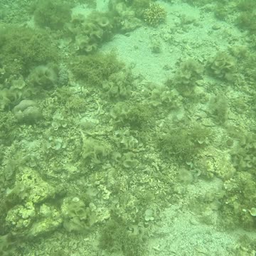 Snorkeling Adventures Philippines. Corals are starting to grow, the area is beginning to come alive