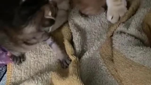 Mom cat protects her little baby kittens ... Too cute!