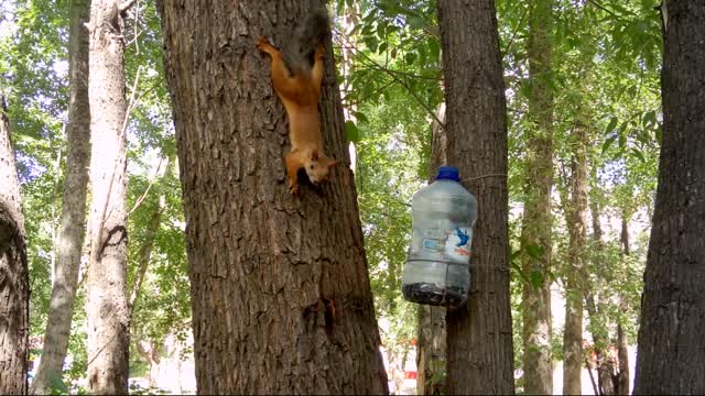 Squirrel walk