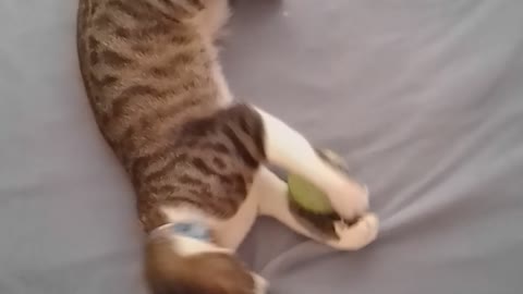 Cat plays