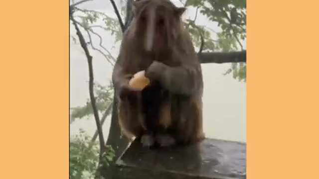 Monkey_and_dog_ka_funny_videos_#shorts