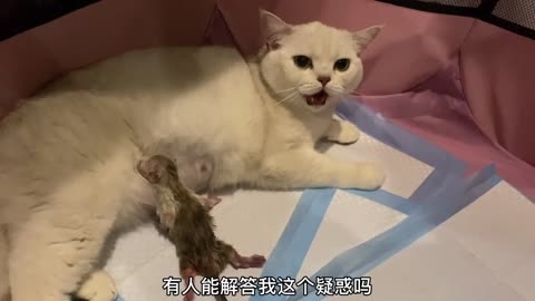 wo baby cats in her stomach and they gave birth to three