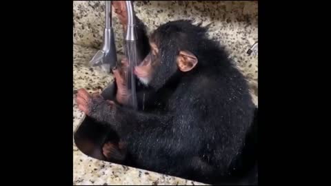 Funny monkey 🐒🐵🐵#shorts video