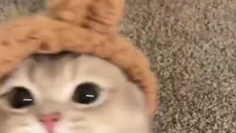 Cute cat #shorts #animals