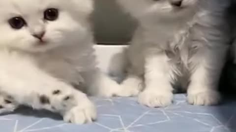 Baby Cats🥰 Cats Video 🥰Pet lovers 🥰#cat #pet