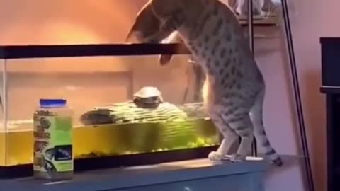 Cat funny