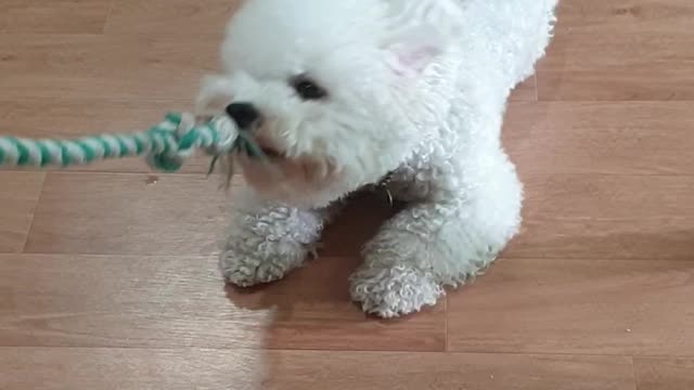 bad-tempered dog ^^