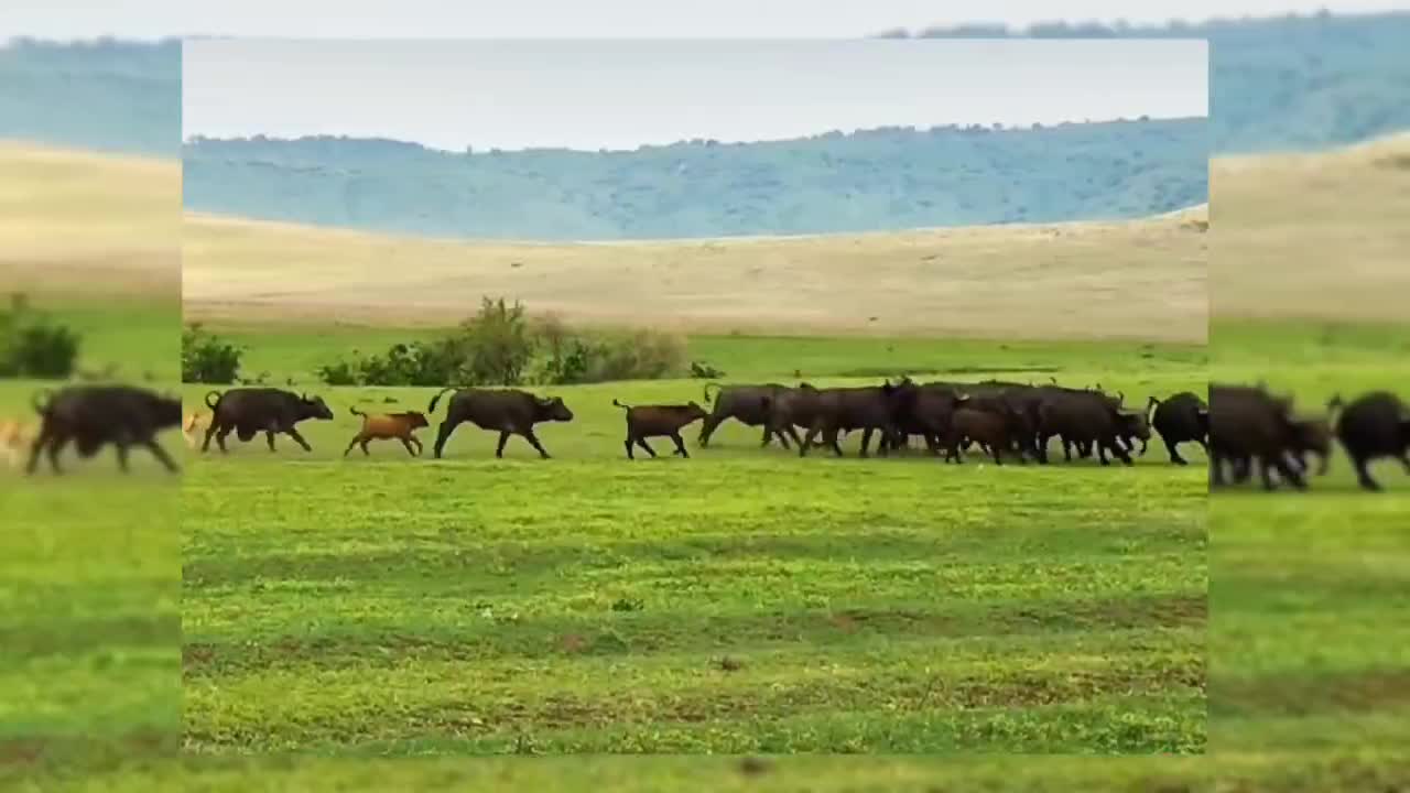 It's just the way nature wants the calf out of the lion's mouth