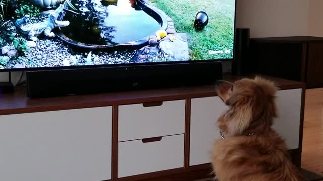 Dog loves Raccoon video