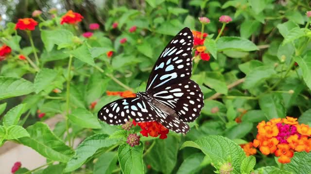 How to a butterfly fly look to beautiful