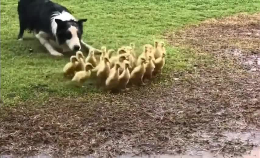 Border Collie herding ducklings to the water.