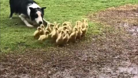 Border Collie herding ducklings to the water.