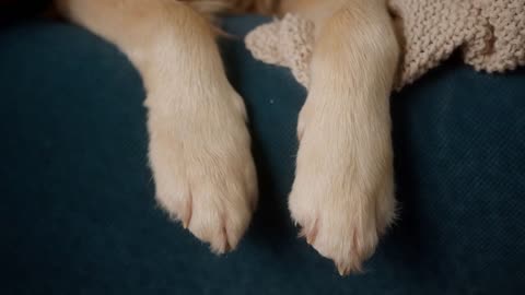 Fluffy dog lying relaxing at home