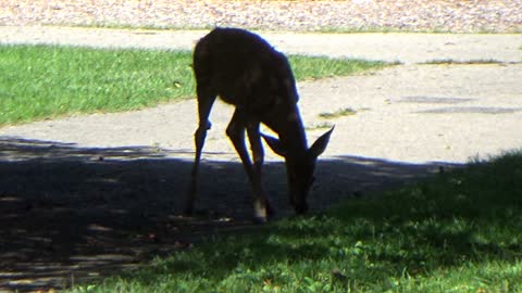 Cute Deer in the Park