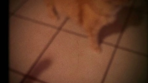 Cats in Kitchen vintage home video