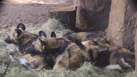 African Wild Dogs Sleep in a Pile_Cut.mp4