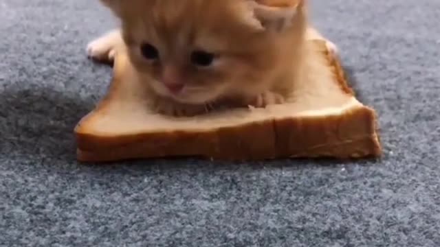 Cat funny videos trending